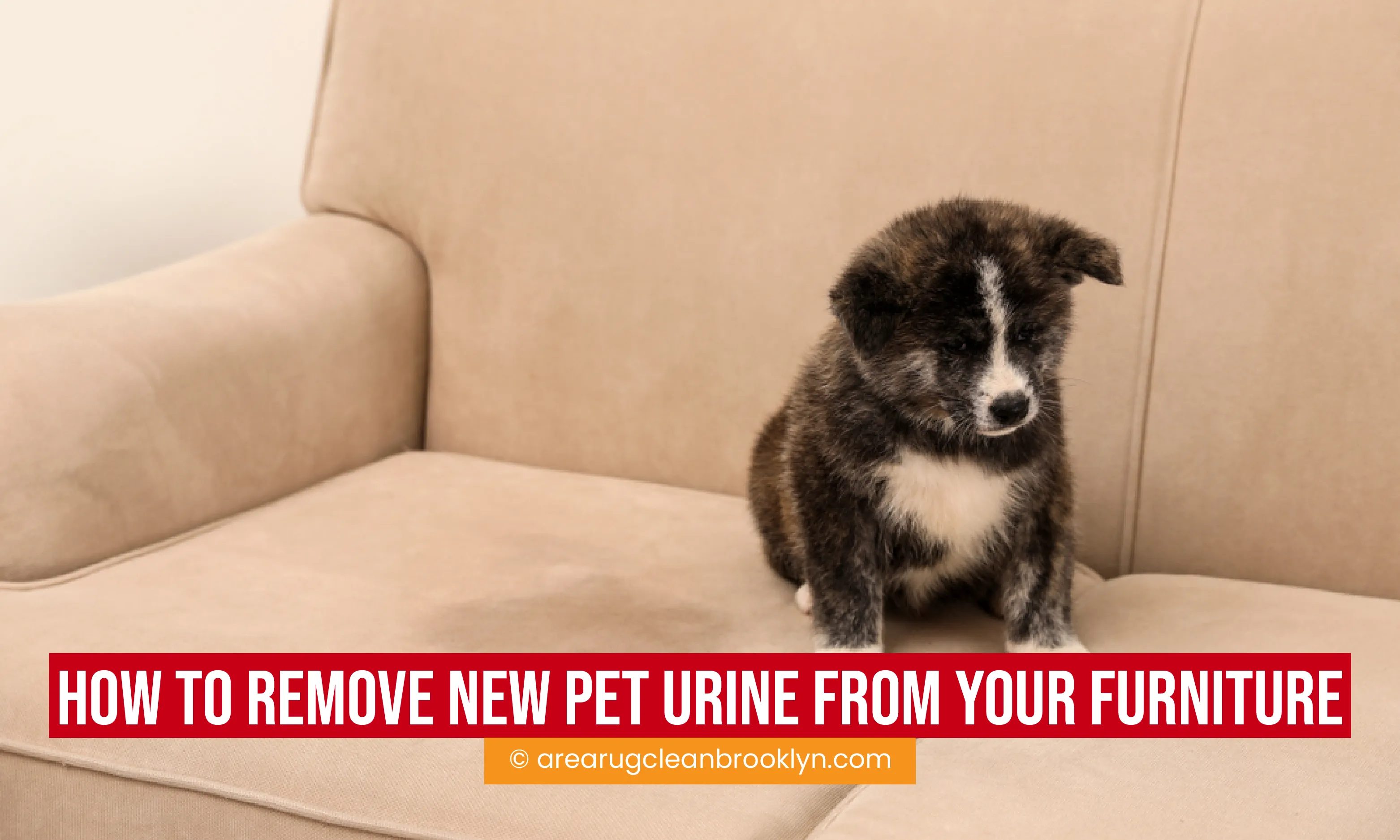 carpet cleaning in brooklyn, carpet cleaning brooklyn, carpet cleaners in brooklyn, carpet cleaners in brooklyn, commercial carpet cleaning, commercial carpet cleaning in brooklyn, brooklyn rug cleaners, rug cleaning services in brooklyn, same day carpet cleaning, same day rug cleaning in brooklyn