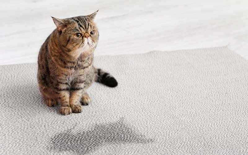 carpet cleaning in brooklyn, carpet cleaning brooklyn, carpet cleaners in brooklyn, carpet cleaners in brooklyn, commercial carpet cleaning, commercial carpet cleaning in brooklyn, brooklyn rug cleaners, rug cleaning services in brooklyn, same day carpet cleaning, same day rug cleaning in brooklyn